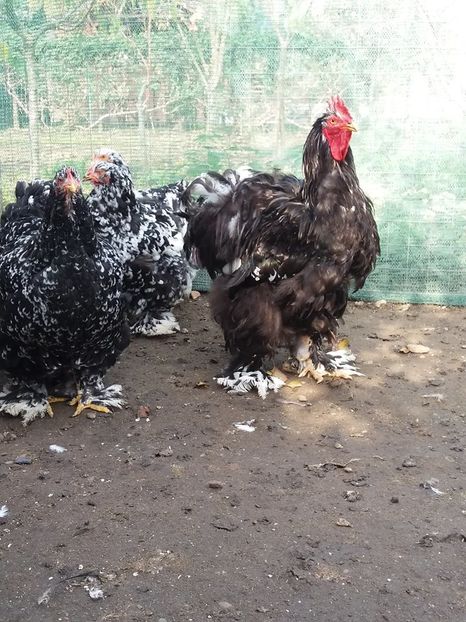 14910539_1848735628693567_7215041914803333945_n