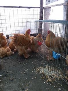 15027649_1854313051469158_4505662913483043447_n