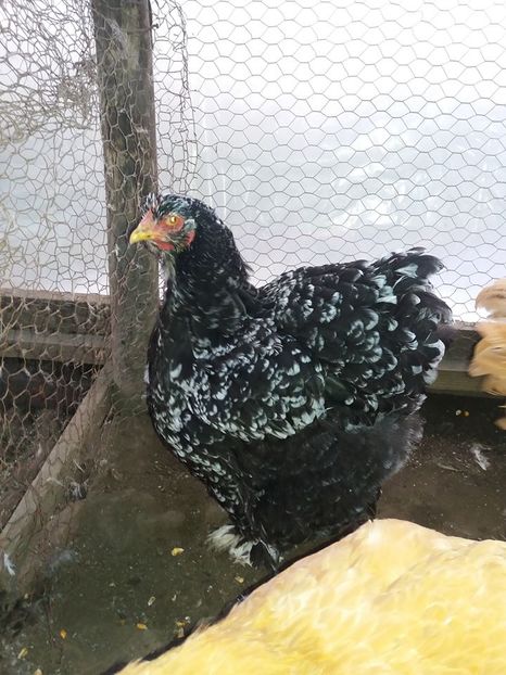 15032689_1854852368081893_3511952888757741332_n