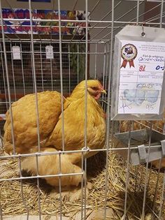 15055792_1859542987612831_4603327221440741412_n