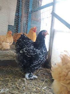 15079044_1859463347620795_3172549314686531381_n