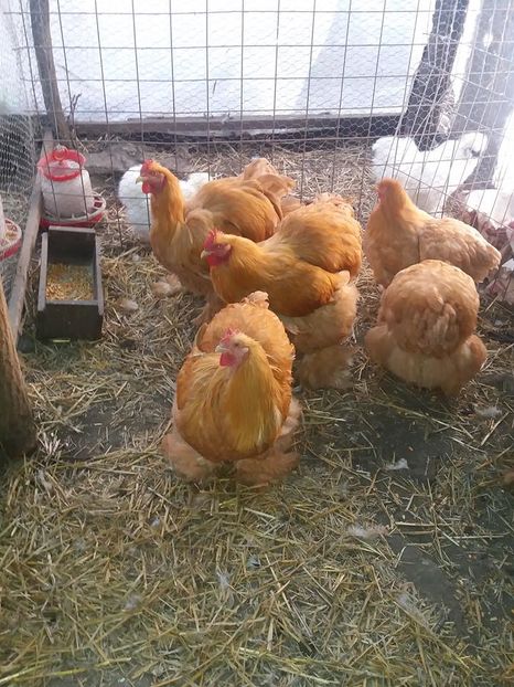 15085576_1859462454287551_4996270962279570845_n