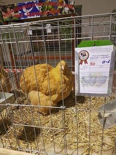 15139422_1859550337612096_1167008578_n