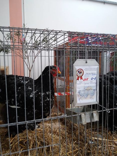 15171290_1860869494146847_6276978852196569200_n