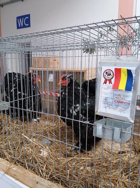 15181159_1860869637480166_915410720645527342_n