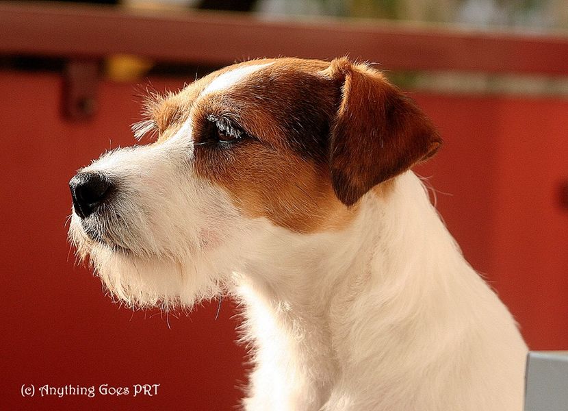 12991062_854864964636842_7808338066268635199_n - Parson russell terrier