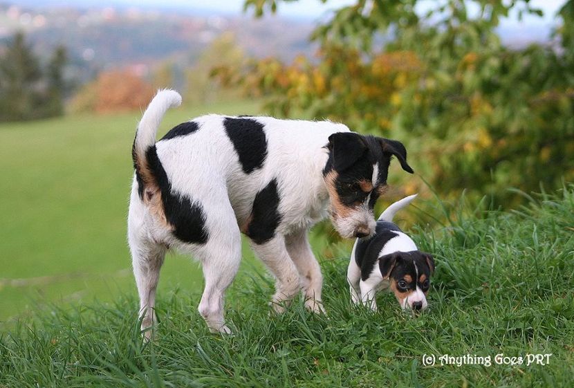 14731187_1001180890005248_6504877858034605826_n - Parson russell terrier