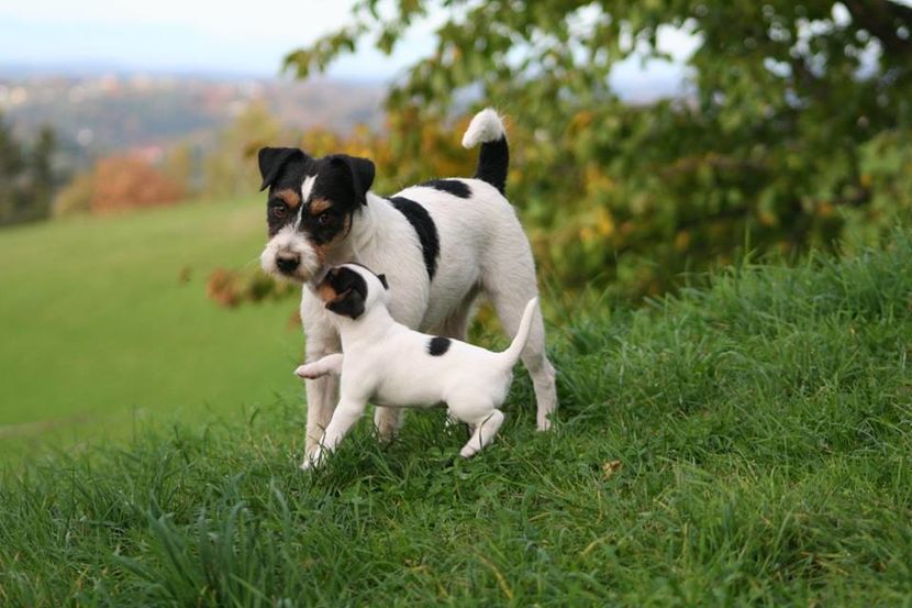 14731329_1001181070005230_4637619216051960725_n - Parson russell terrier