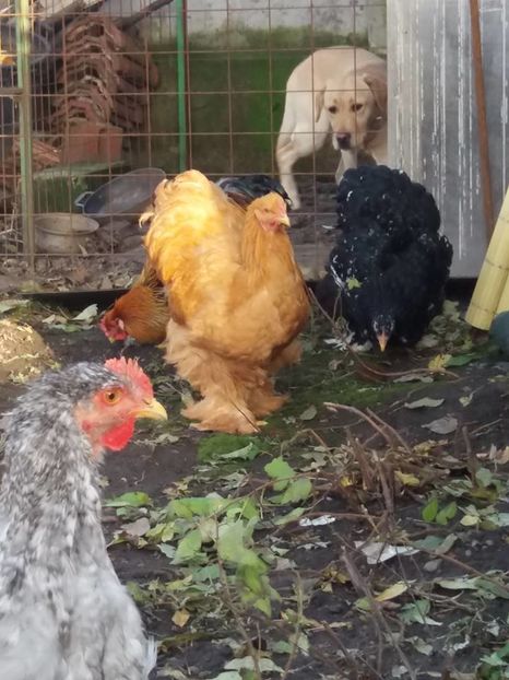 14993520_1860399070860556_4312285378722724720_n