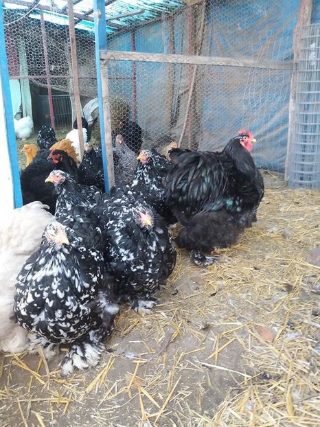 15027479_1860326240867839_3701569377434980693_n