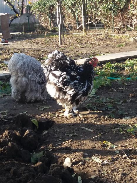 15032320_1860368194196977_3956312012613543816_n