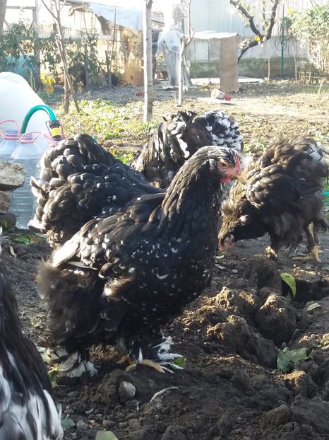 15032772_1860368210863642_1885443542060872587_n