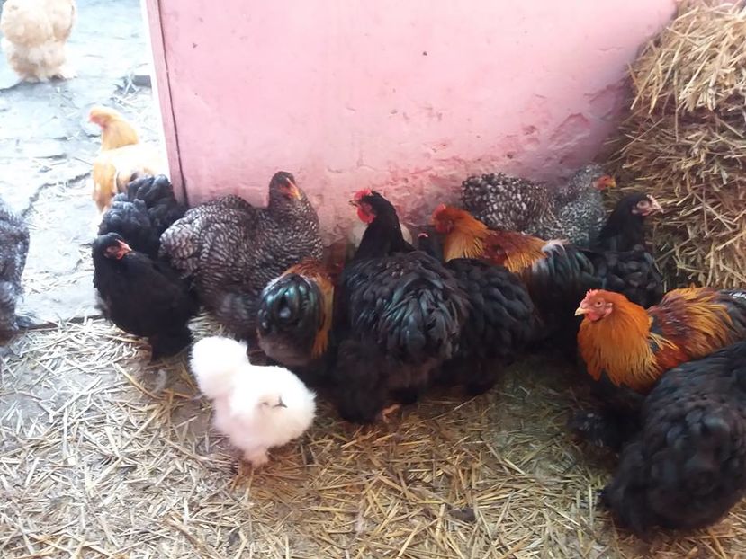 15036231_1860399617527168_8196660478657941968_n