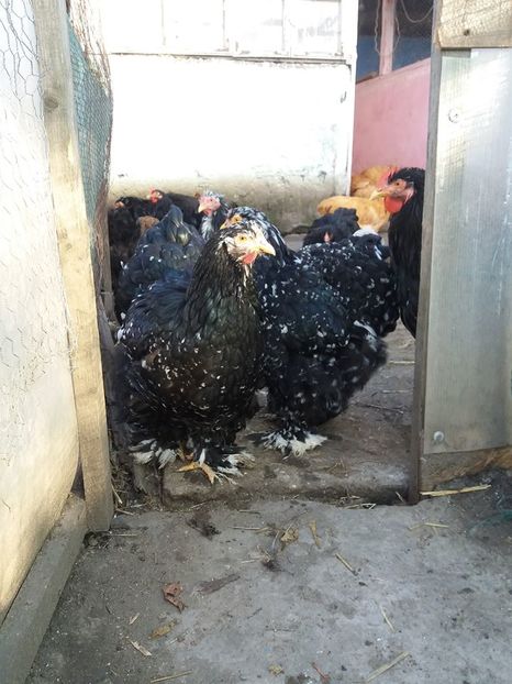 15056308_1860400757527054_4338064232995475656_n