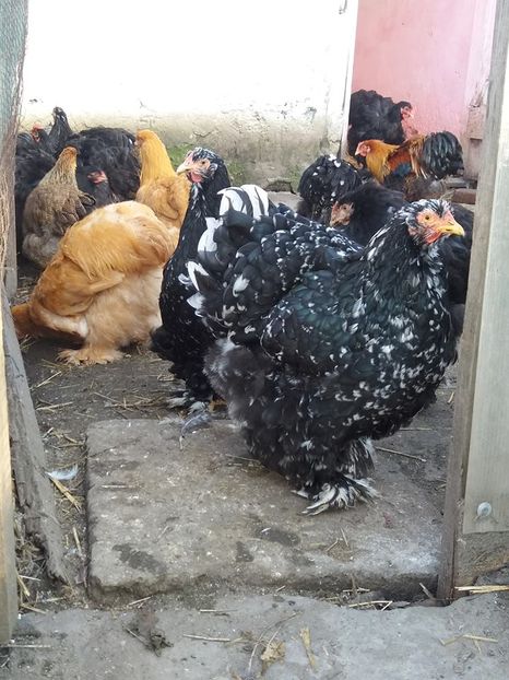 15073465_1860401010860362_867389040802546847_n