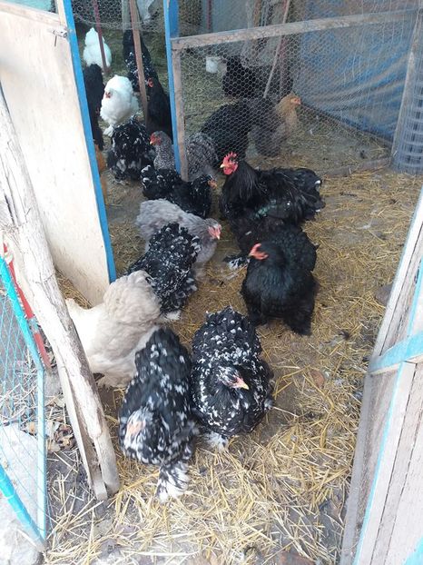 15078533_1860326057534524_6806550439287268262_n