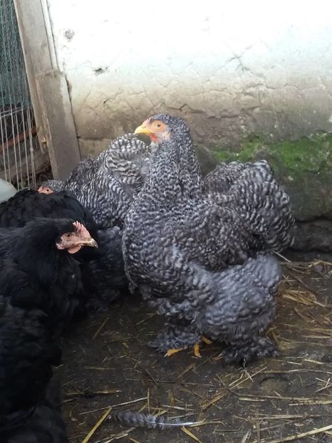 15078569_1860400170860446_8442488132502991079_n