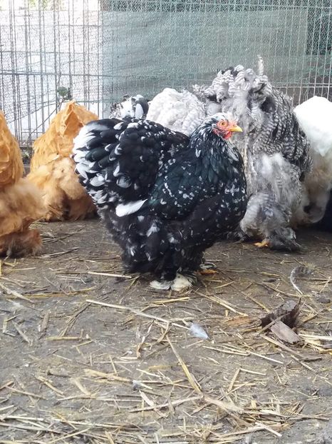 15078616_1860398984193898_2070740063593475727_n