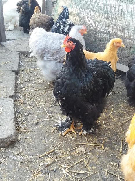 15078698_1860399614193835_4901043981088468399_n