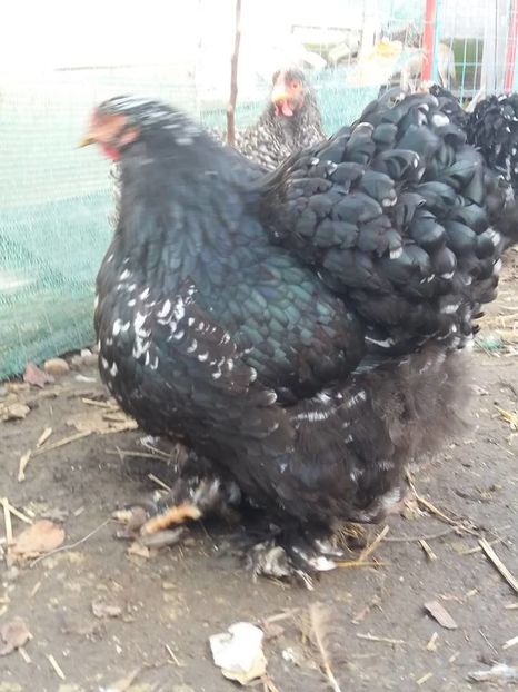 15094256_1860326294201167_4184038246018925170_n