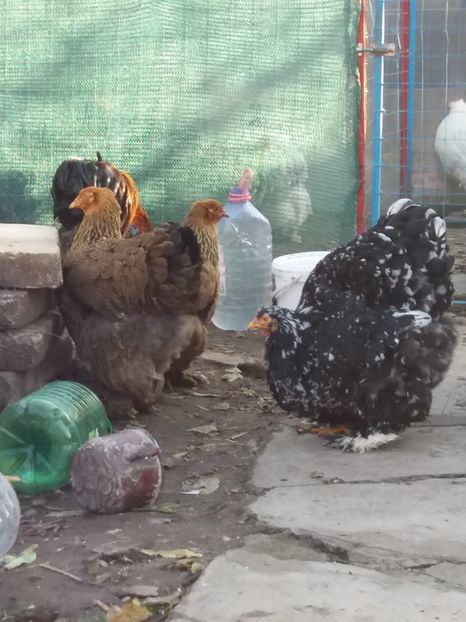 15094364_1860401074193689_6980727893976886466_n