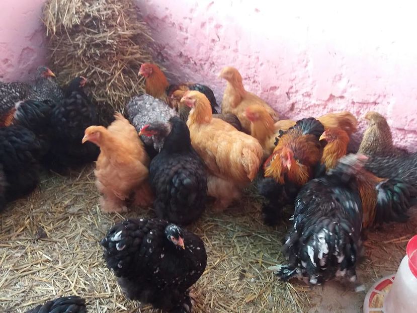 15095549_1860399647527165_2578785840983498054_n