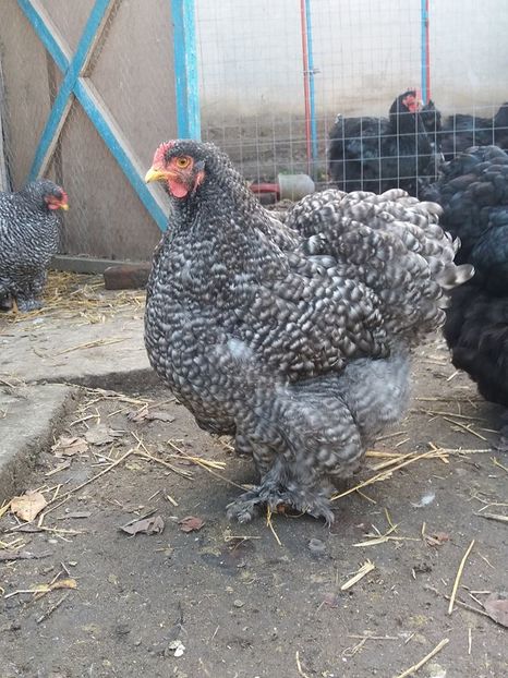 15095719_1860326550867808_1874038657369416733_n