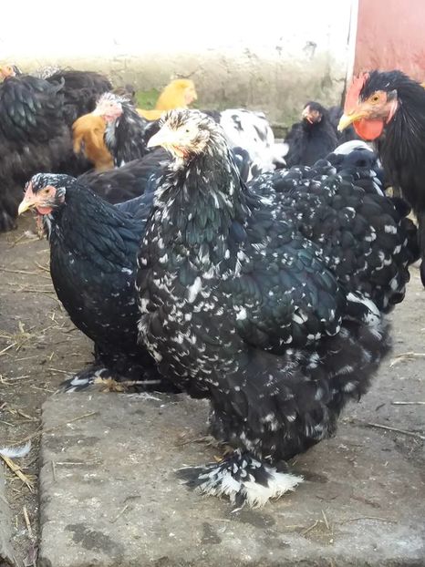 15107280_1860400967527033_4292714194566422386_n