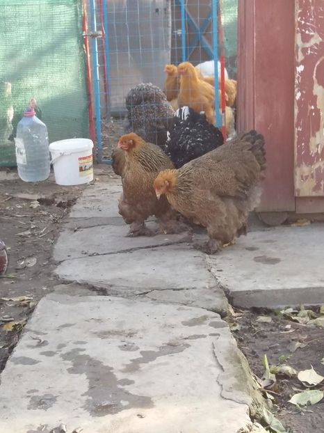 15107305_1860401237527006_4756003300435853824_n