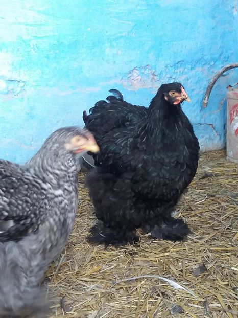 15107370_1860399607527169_1717373589389083991_n