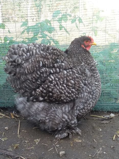 15135971_1860326004201196_8424861190856707039_n