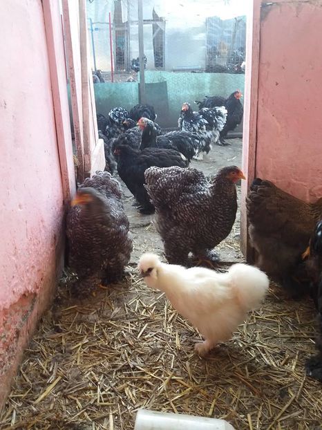 15135988_1860400074193789_4732906094164240876_n