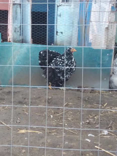 15170811_1860326017534528_8026345283987832000_n