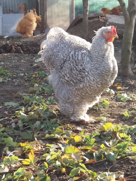 15171170_1860401500860313_1000319708808203608_n