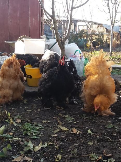 15171328_1860368174196979_852134510237290228_n