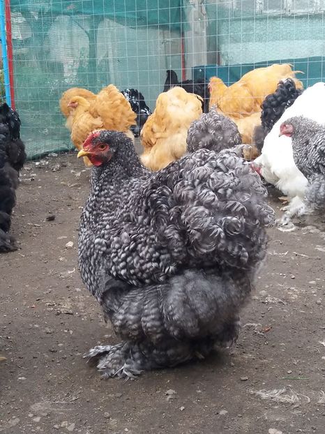 14370387_1828456024054861_2178865846412400512_n