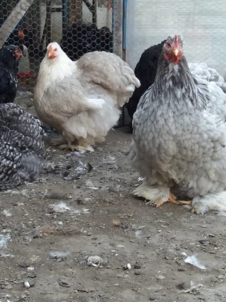 14448809_1833833636850433_7273359636283281850_n