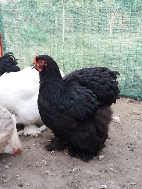 14462843_1834355320131598_7231038027039029904_n