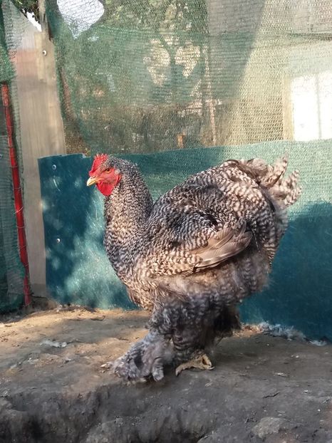 14516377_1833834403517023_3941487584074799380_n