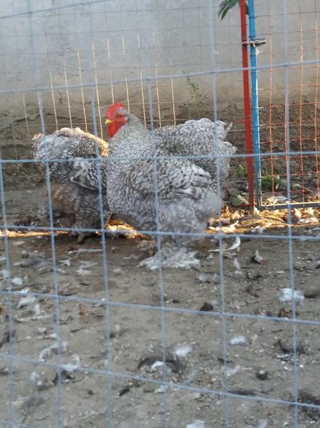 14523044_1833833116850485_2428222212661133484_n