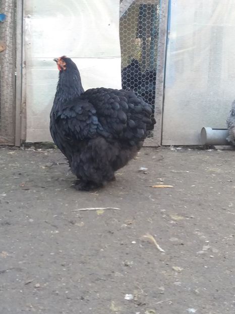 14666110_1840533272847136_571255288499267498_n