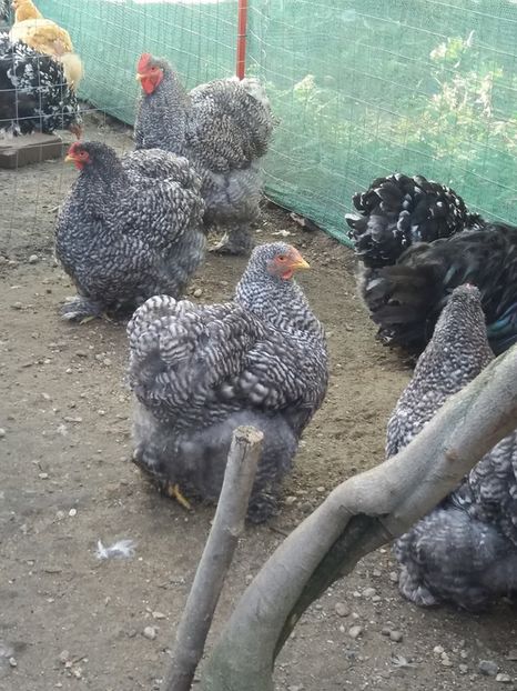 14690980_1840532806180516_9112149281195285318_n