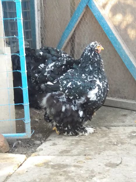 14702480_1840533436180453_1119558145988562270_n