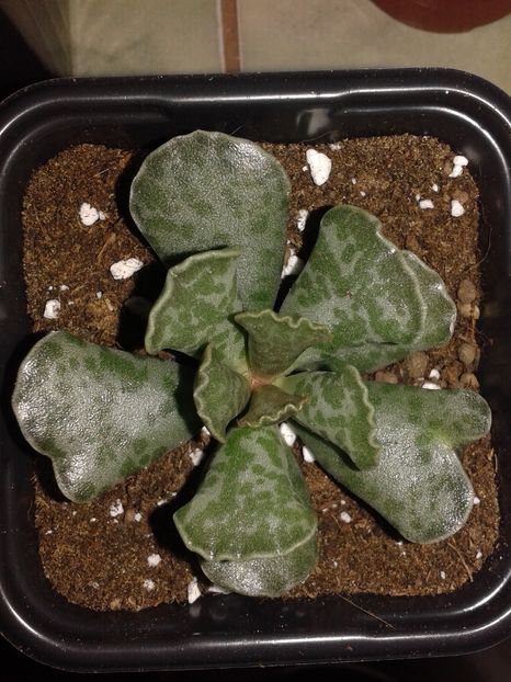 Adromischus cooperi