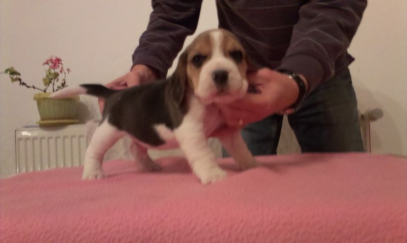 M1 - Catei Beagle 2016 Octombrie