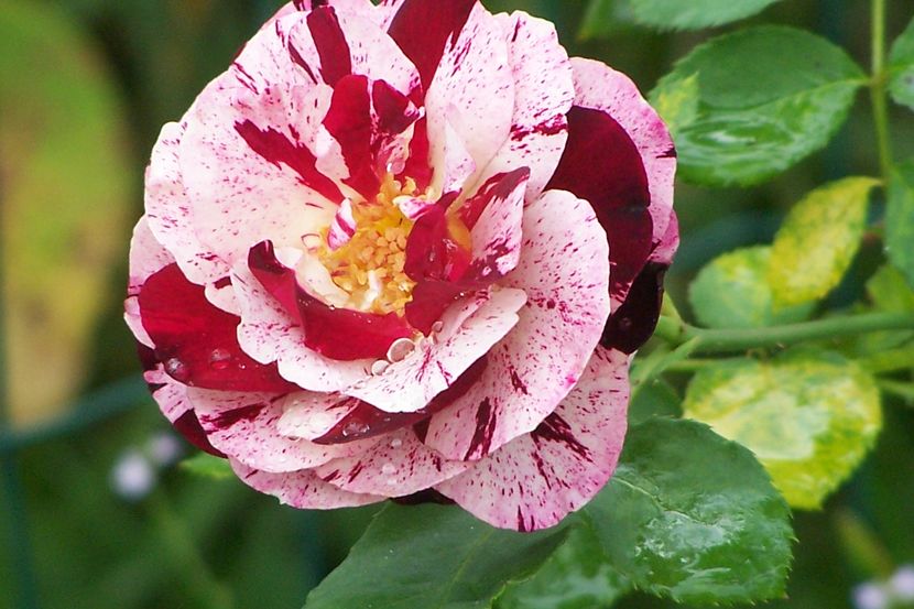 foto 132 - NEW IMAGINE