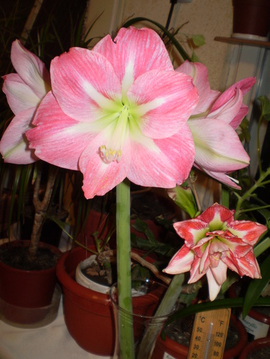 P2053170 - hipeastrum 2009-2010