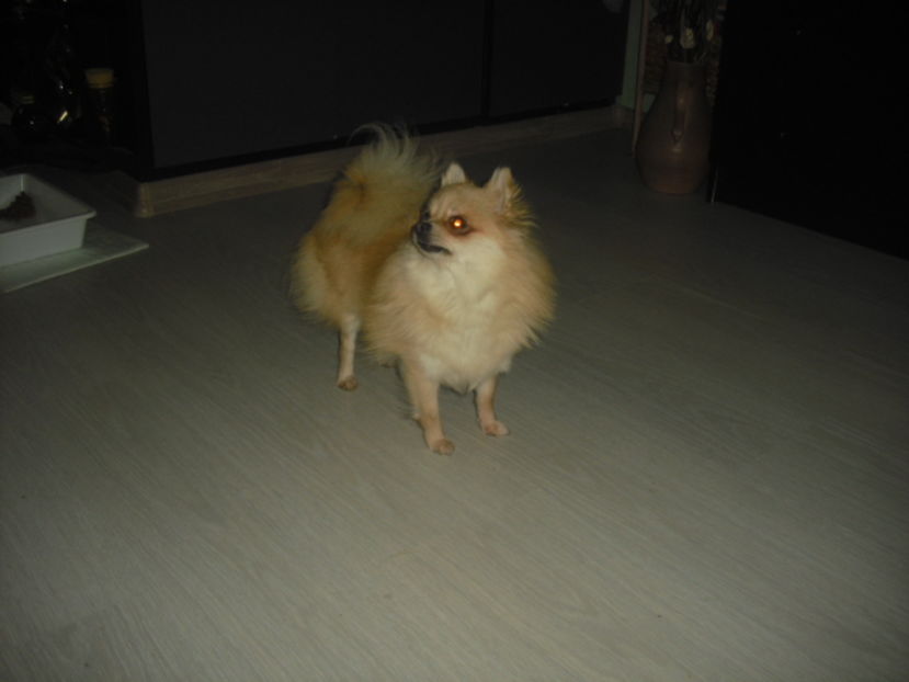 CIMG7956 - Pomeranian de tip BOO