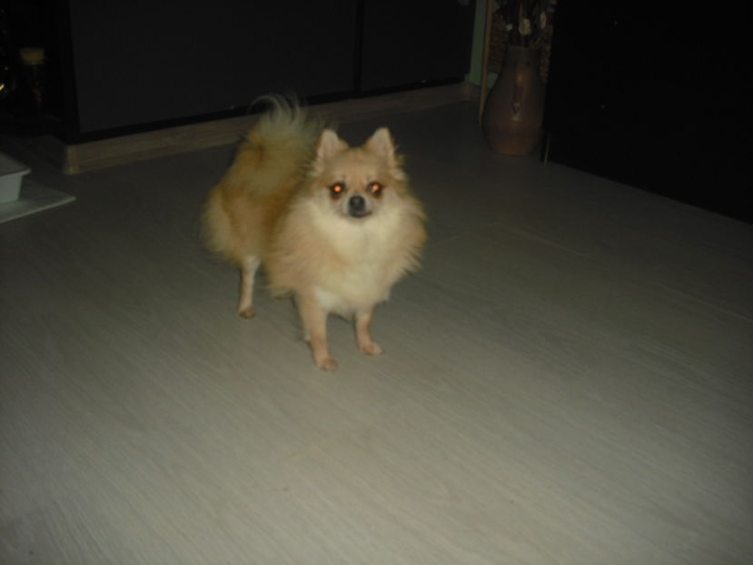 CIMG7957 - Pomeranian de tip BOO