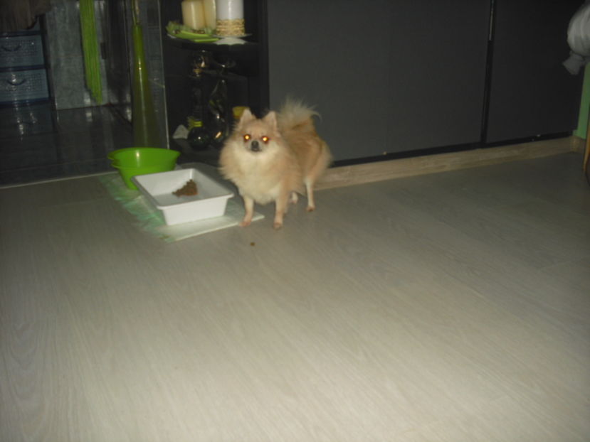 CIMG7960 - Pomeranian de tip BOO